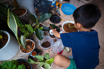 Little boy plantation green plant in pot at town home
