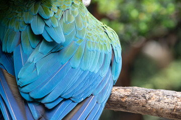 美しいコンゴウインコの羽