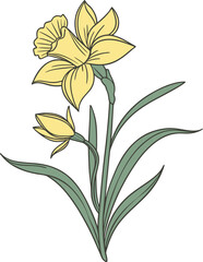 Colorful jonquil Vector Illustration. March Birth Month Flower. Bright spring floral graphic for birthday designs.
