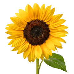 Obraz premium flower sunflower flora isolated on transparent background 