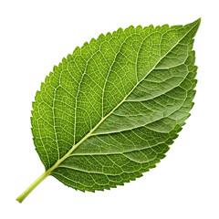 Obraz premium leaf leaves plant isolated on transparent background