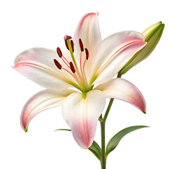 Naklejka premium lily flora blossom isolated on transparent background 