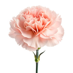 carnation flora isolated on transparent background