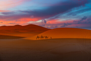 Desert dunes, camel shadows, sunrise.