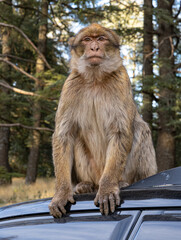 Monkey on car roof in forest.