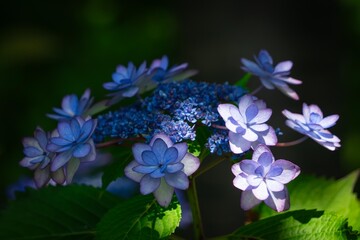 紫陽花の花
