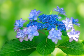 紫陽花の花