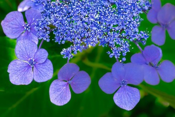 紫陽花の花