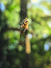 spider on a web
