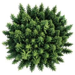 Aerial view of a lush green forest of pine trees forming a circle