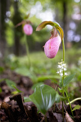 Obraz premium Lovely pink lady's slipper Cypripedium acaule spring ephemeral perennial flowering in Haliburton County Ontario Canada