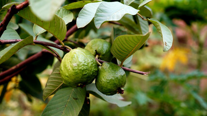 bunch of guavas