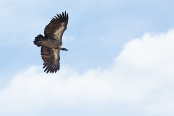 A white backed vulture flying in front of a blue sky and clouds.