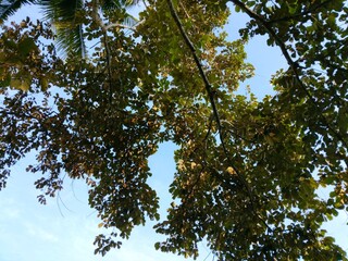 shady leaves of trees in the forest