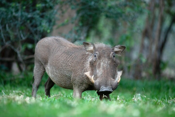A warthog grazes on some lush green grass.
