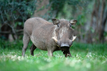 Fototapeta premium A warthog grazes on some lush green grass.