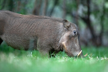 A warthog grazes on some lush green grass.