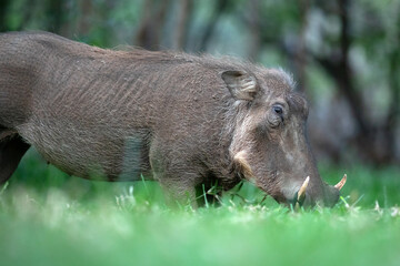 A warthog grazes on some lush green grass.