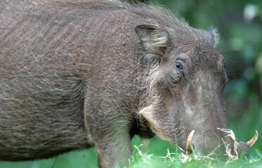 A warthog grazes on some lush green grass.