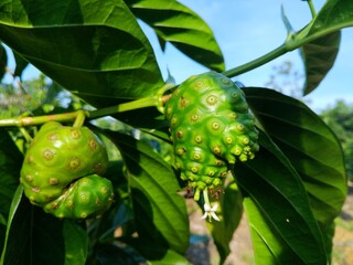 Noni fruit can be used as medicine