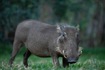 A warthog grazes on some lush green grass.