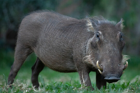 A warthog grazes on some lush green grass.