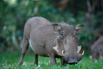 A warthog grazes on some lush green grass.