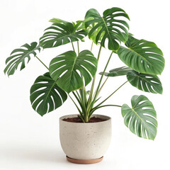 young plant in a pot