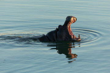 A Hippo breaks the water as the last light of day fades.
