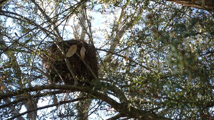Wattlebird nest constructed significantly from twigs and small branches with a cup shape at...