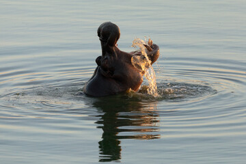 A Hippo breaks the water as the last light of day fades.