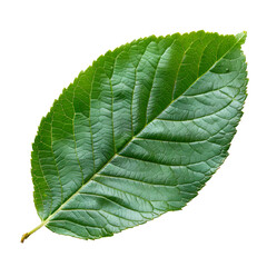 Obraz premium Single green leaf on black background botanical nature detail