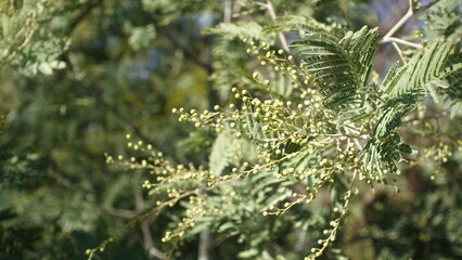 The flowers buds of Acacia mearnsii commonly known as Black Wattle is flowering plant endemic to...