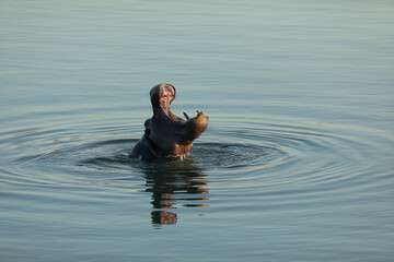 A Hippo breaks the water as the last light of day fades.