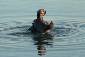 A Hippo breaks the water as the last light of day fades.