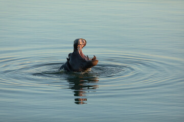 A Hippo breaks the water as the last light of day fades.