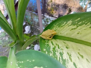 Yellow Tree Frog Resting on a Green Leaf