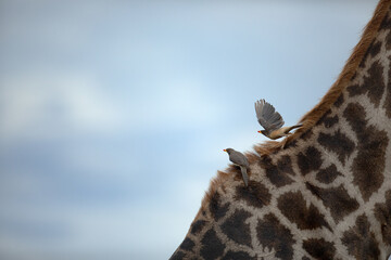Ox peckers get a ride on a giraffe's back.