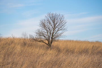 lonely tree on the prairie