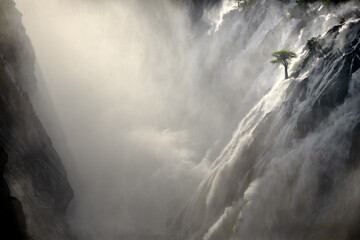 A tree stands against the torrents of water cascading over Ruacana Falls, Namibia.