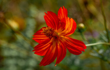 Beautiful cosmos flowers sway in the light breeze.