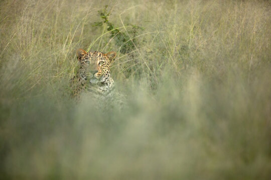 A leopard hides in the long green grass.