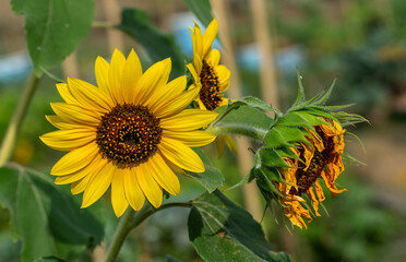 Large sunflower flowers sway in the wind.