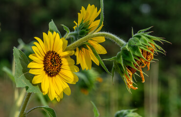 Large sunflower flowers sway in the wind.