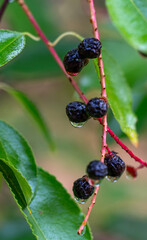 Raindrops on ripe bird cherry berries.