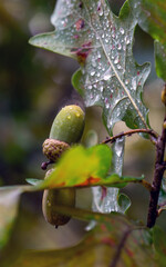 Large acorns ripened on the oak branches.