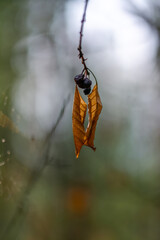 Close-up of a branch with dry leaves and black dried berries.