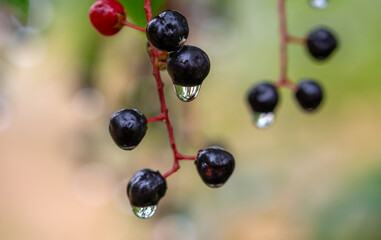 Raindrops on ripe bird cherry berries.