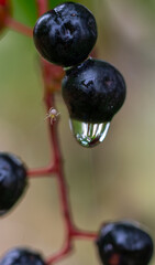 Raindrops on ripe bird cherry berries.