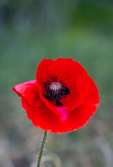 Beautiful poppies have blossomed. Their red petals sway in the light wind.
